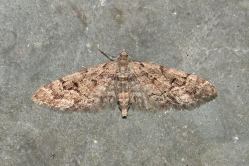 Réf. 227 917 : Eupithecia lanceata